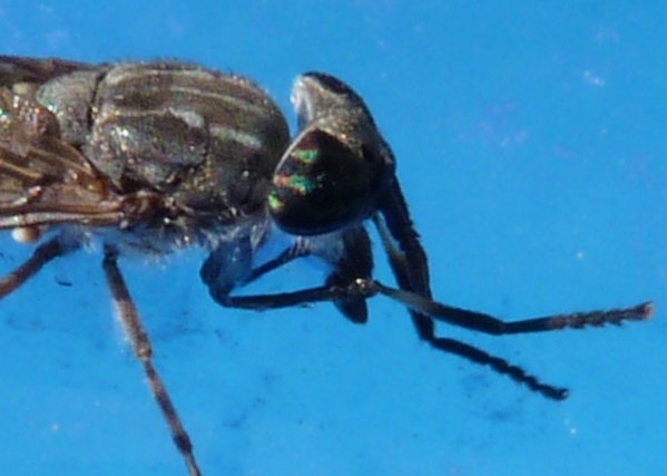 Haematopoda sp (?)